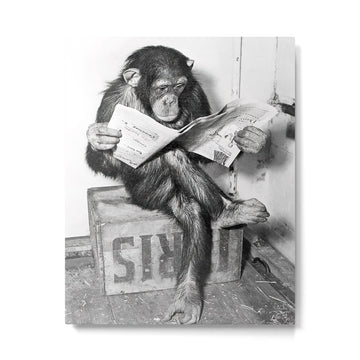 Chimpanzee Reading Newspaper, Black and White Vintage Art Metal Print | TeksDecor