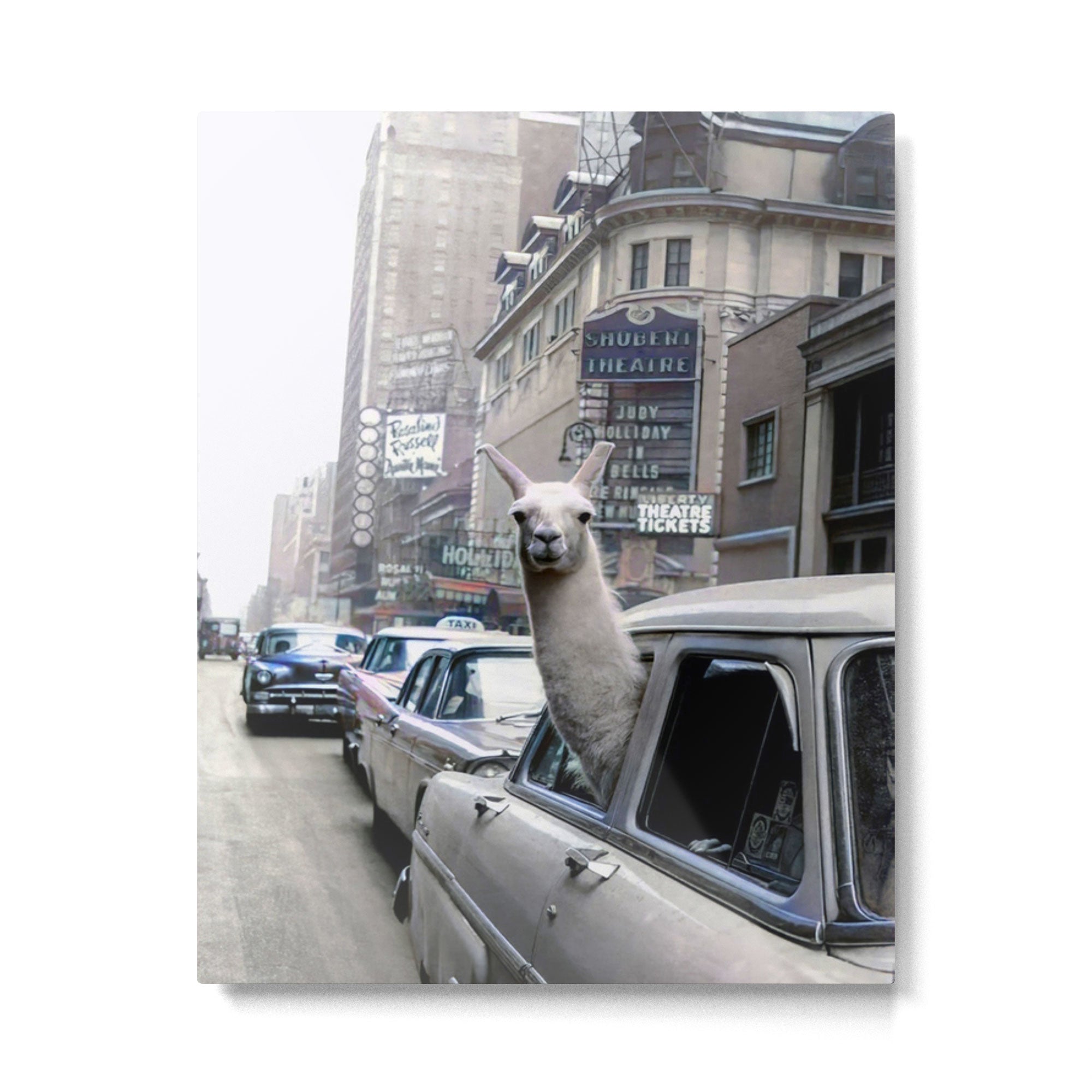 Llama Riding In Taxi In Color Metal Print | TeksDecor