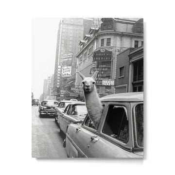 Llama Riding In Taxi Metal Print | TeksDecor