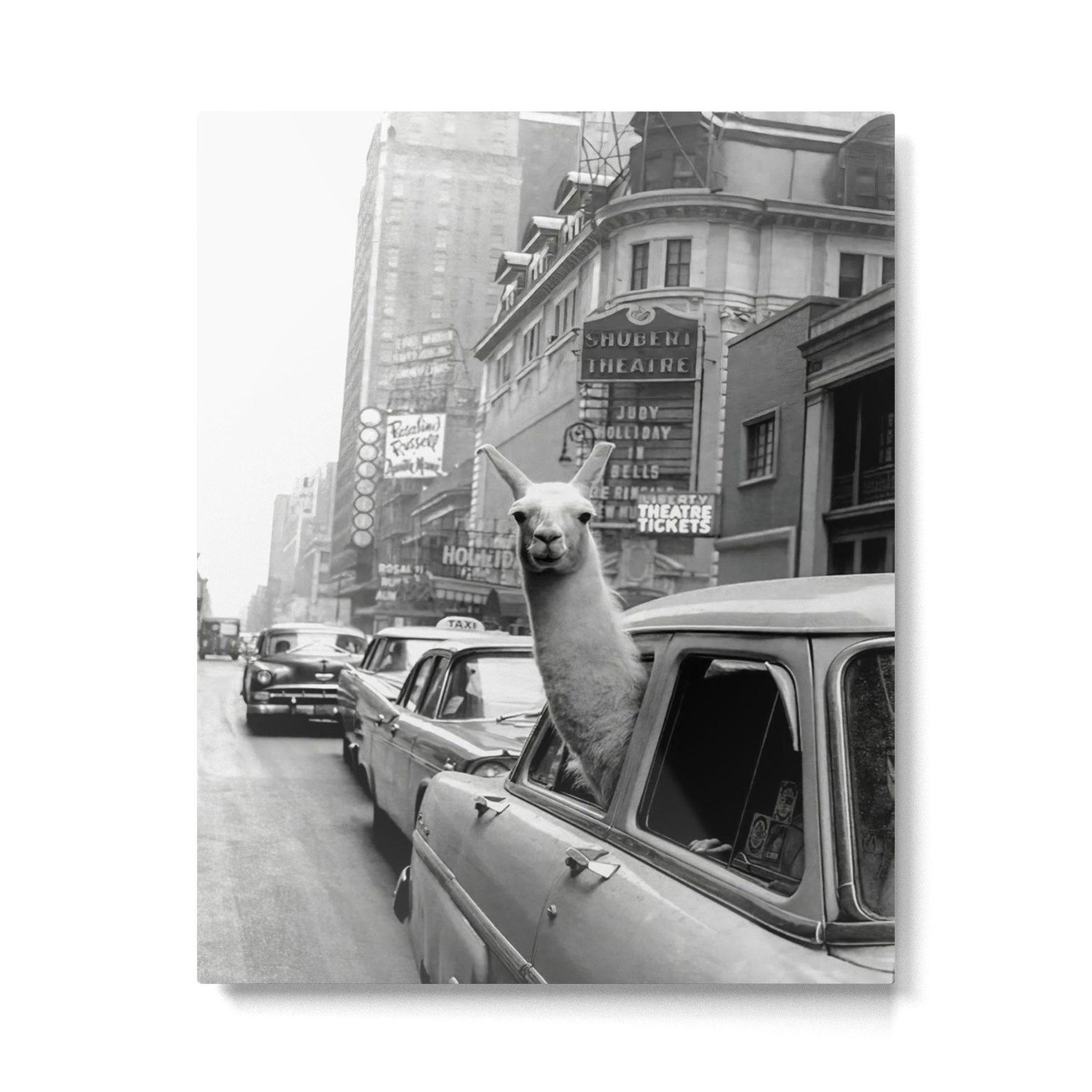 Llama Riding In Taxi Metal Print | TeksDecor